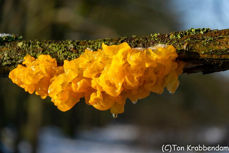 Gele trilzwam-3482.jpg