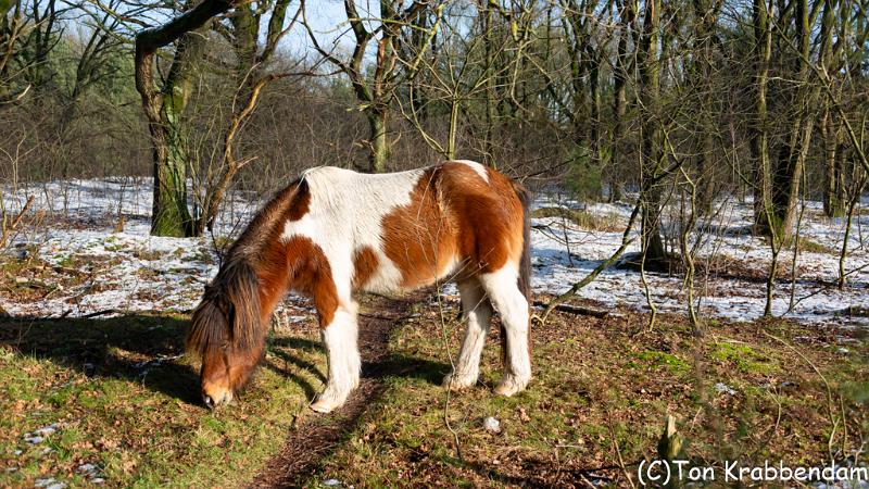 IJslandse pony-3475.jpg