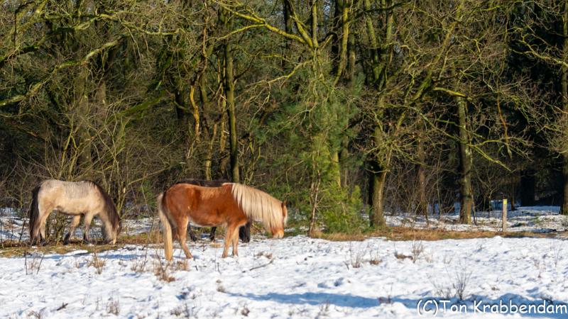 IJslandse ponys-3473.jpg