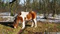 IJslandse pony-3475