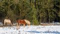 IJslandse ponys-3473