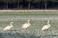 Knobbelzwanen-3446