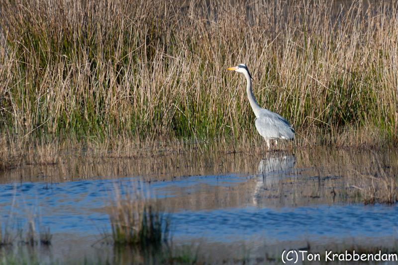 Blauwereiger-5160.jpg