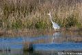 Blauwereiger-5160