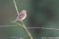 Roodborsttapuit-