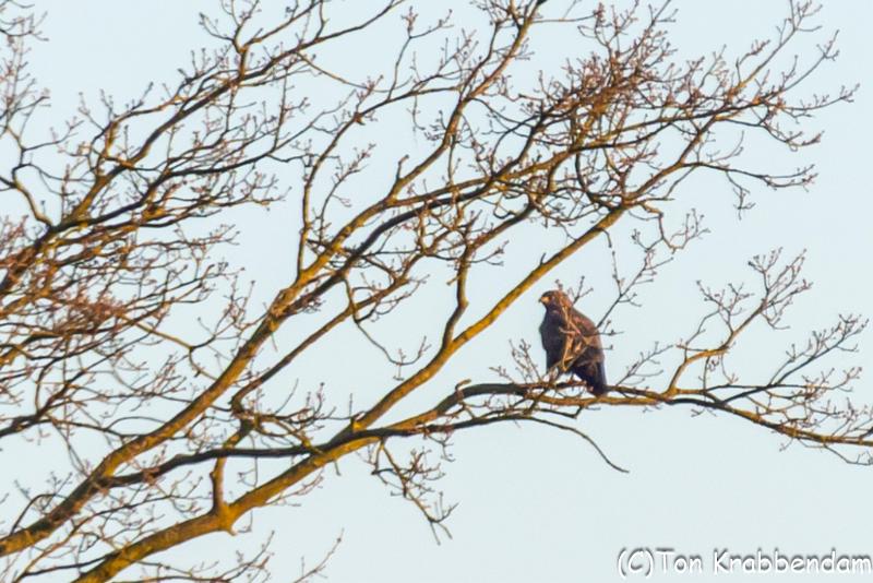 Buizerd-7089.jpg