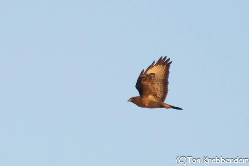 Buizerd-7106.jpg
