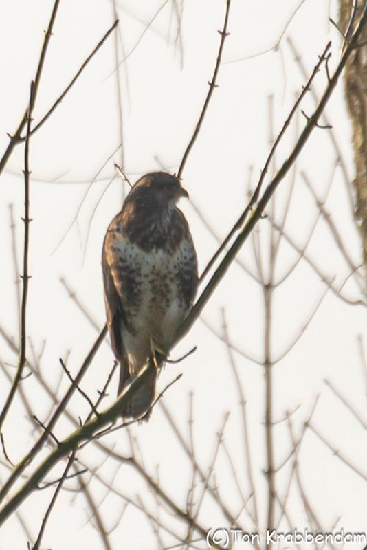 Buizerd-7692.jpg