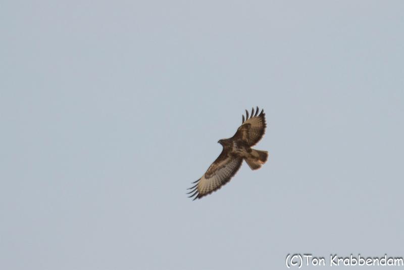 Buizerd-7733.jpg