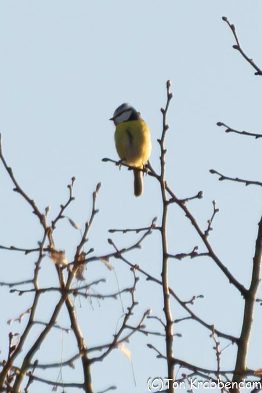 Pimpelmeesje-7212.jpg