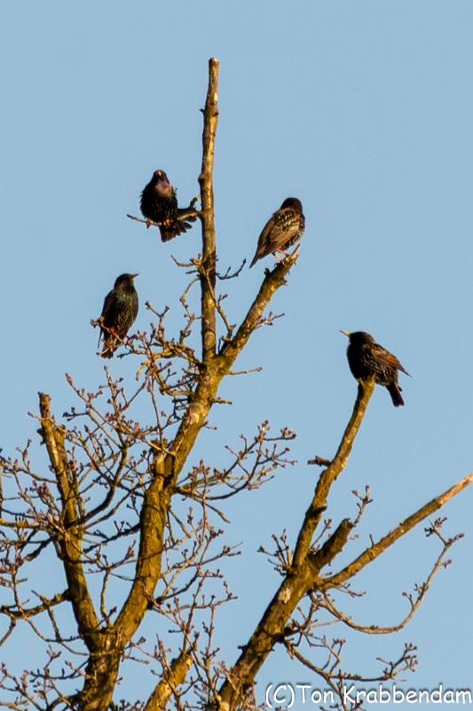 Spreeuwen-7610.jpg