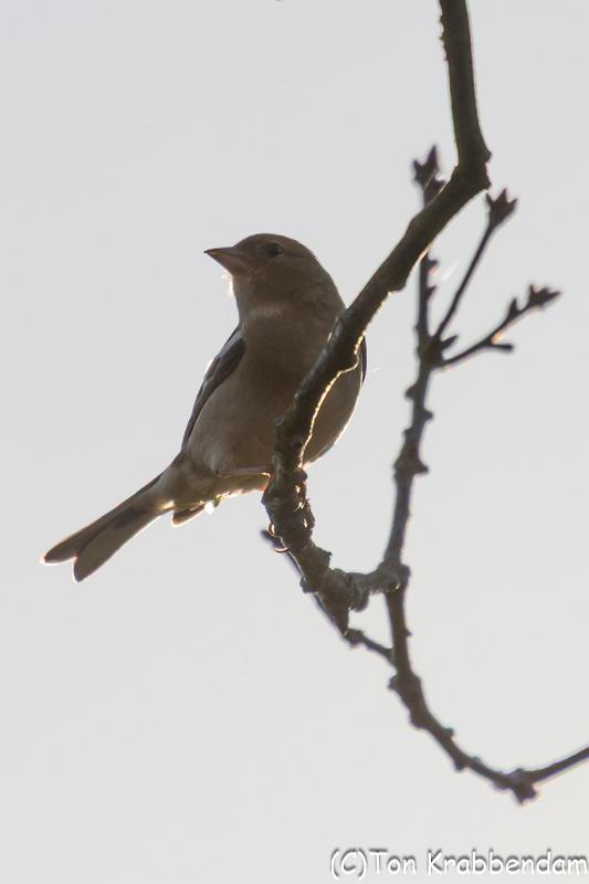 Vink-7347.jpg
