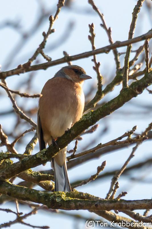 Vink-7674.jpg