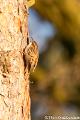 Boomkruiper-