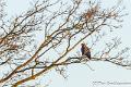 Buizerd-7089