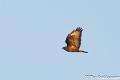 Buizerd-7106
