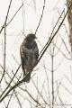 Buizerd-7692