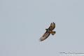 Buizerd-7733