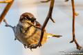 Huismus-