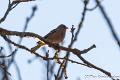 Vink-7117