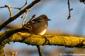 Vink-7290