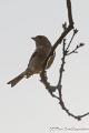 Vink-7347