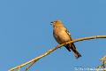 Vink-7427