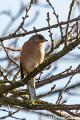Vink-7674