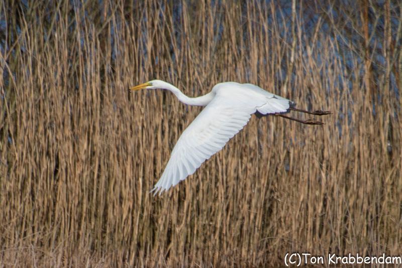 Zilverreiger-7254.jpg