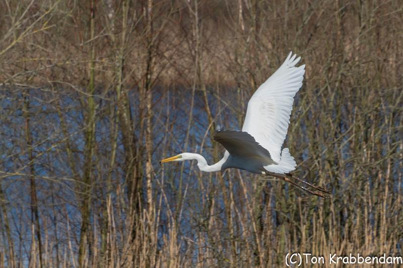 Zilverreiger-7255.jpg