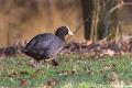 Meerkoet-