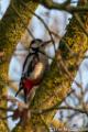 Vogels