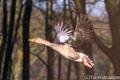 Watervogels